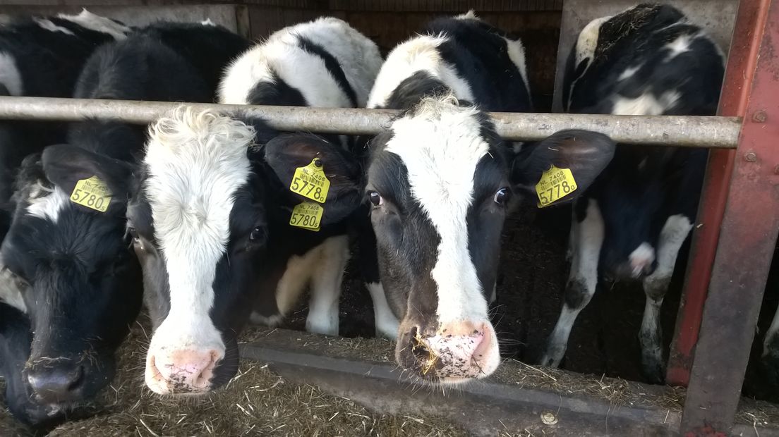 Melkveehouders willen langer mest kunnen uitrijden (Rechten: RTV Drenthe)