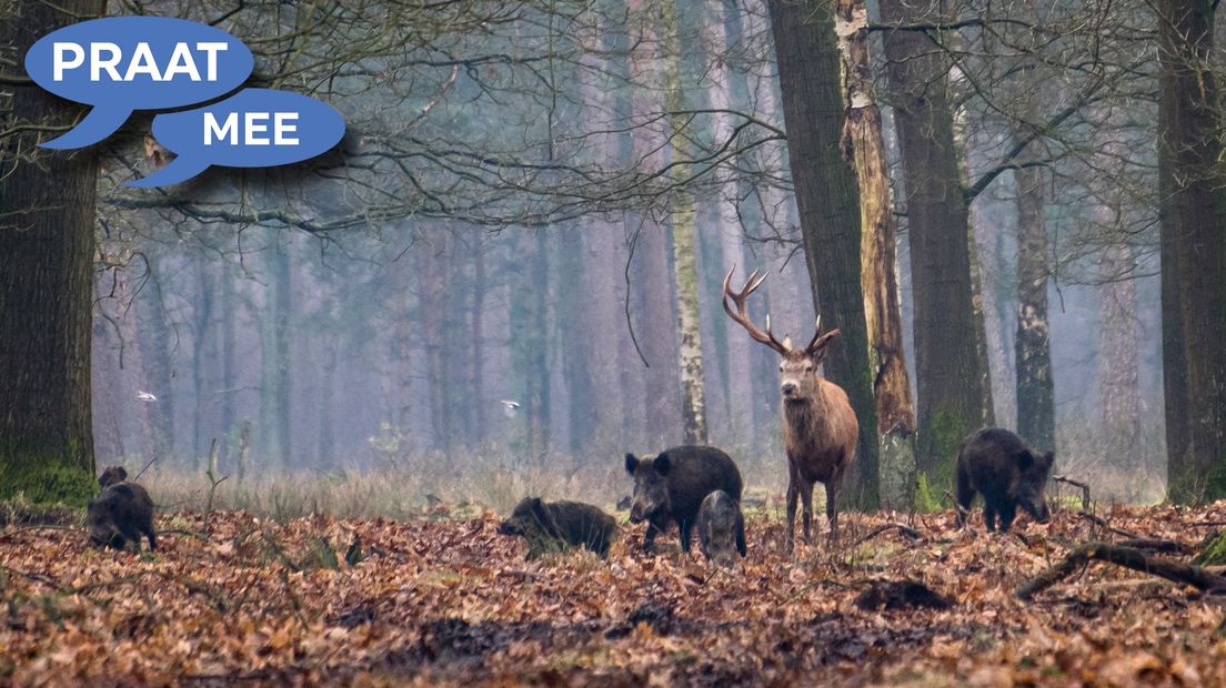 Praat Mee: De jacht op wilde zwijnen moet worden uitgebreid als varkensboeren zich bedreigd voelen