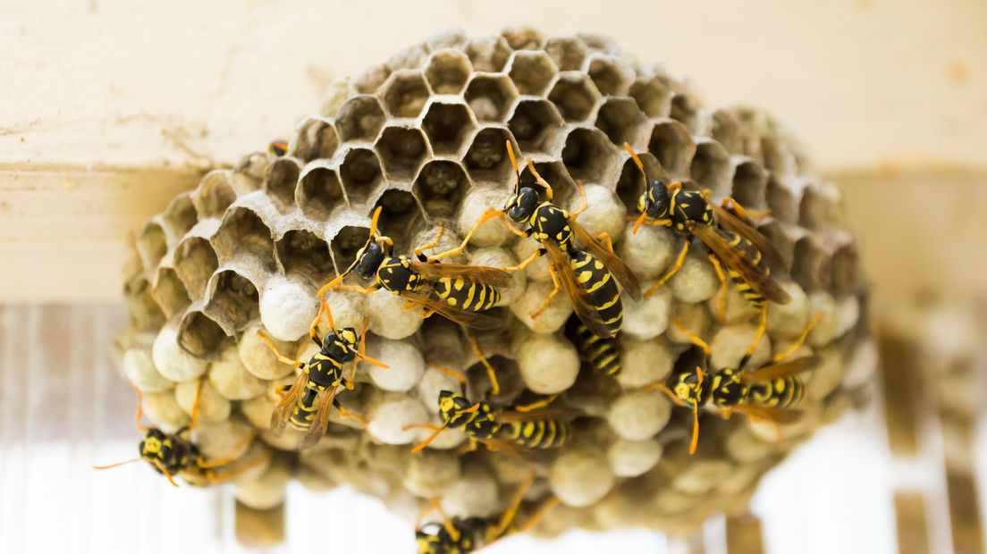 Zit je net lekker met een drankje op het terras, komt een wesp de sfeer verzieken. 'Ze zijn uit op zoetigheid en vlees', legt entomoloog Jan Smit uit. Maar waarom vallen de insecten ons juist deze tijd van het jaar zo vaak lastig?