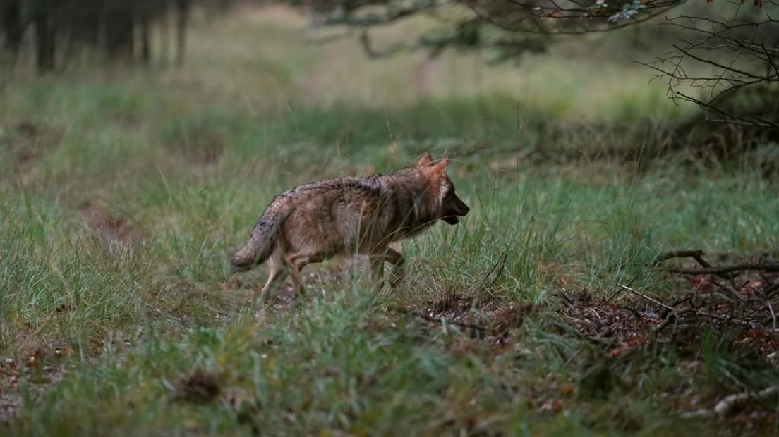 Een wolf op de Veluwe.