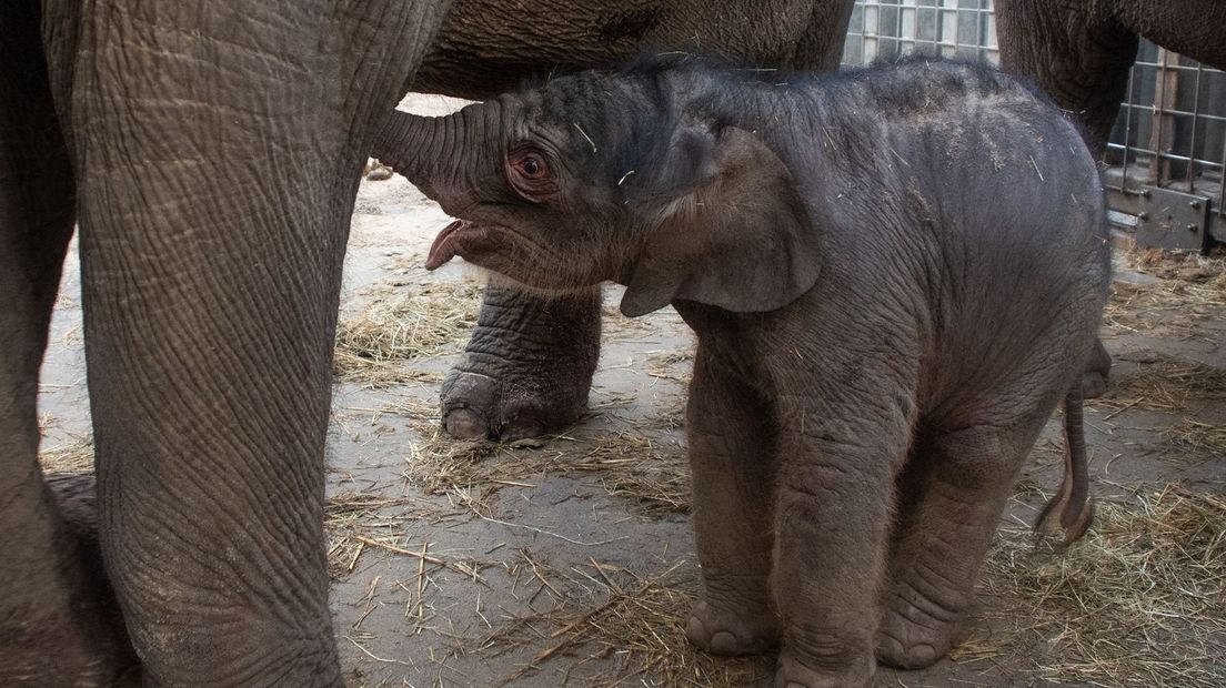 Ka Yan olifant wildlands