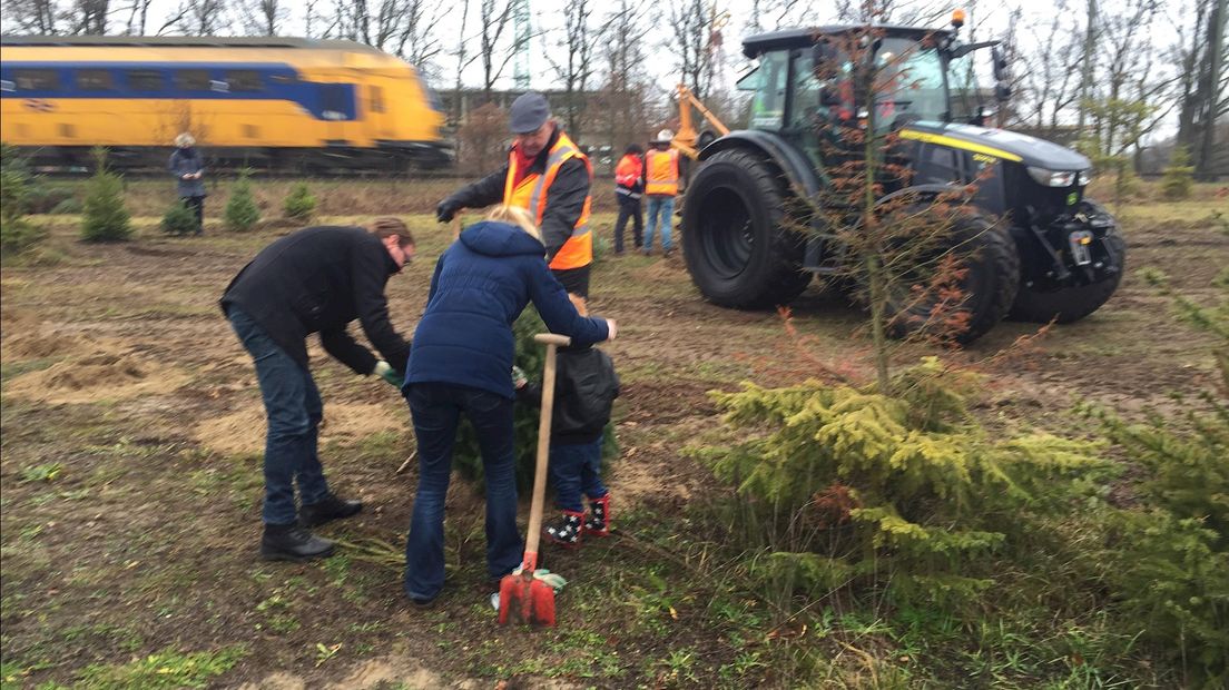 Tientallen kerstbomen krijgen tweede kans in klimaatbos van Groenbedrijf Deventer
