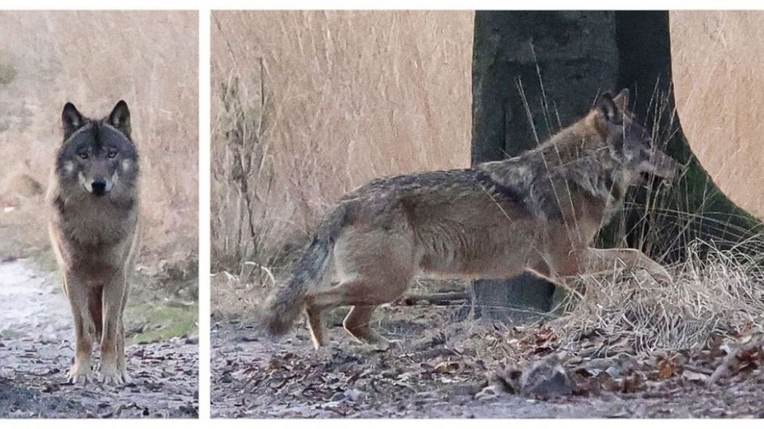 Diersporen zoeken op de Veluwe