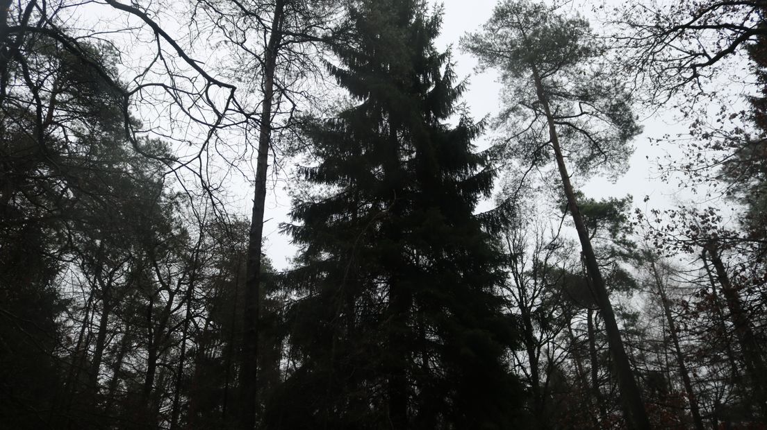 Hier nog in het bos zonder verlichting, volgende week in volle glorie in Groningen (Rechten: Dylan de Lange/RTV Drenthe)