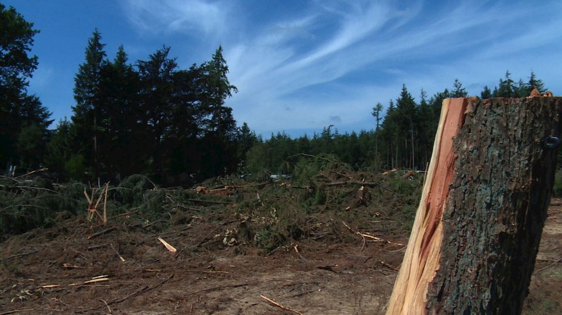 Ruim 1500 bomen gekapt in natuurgebied
