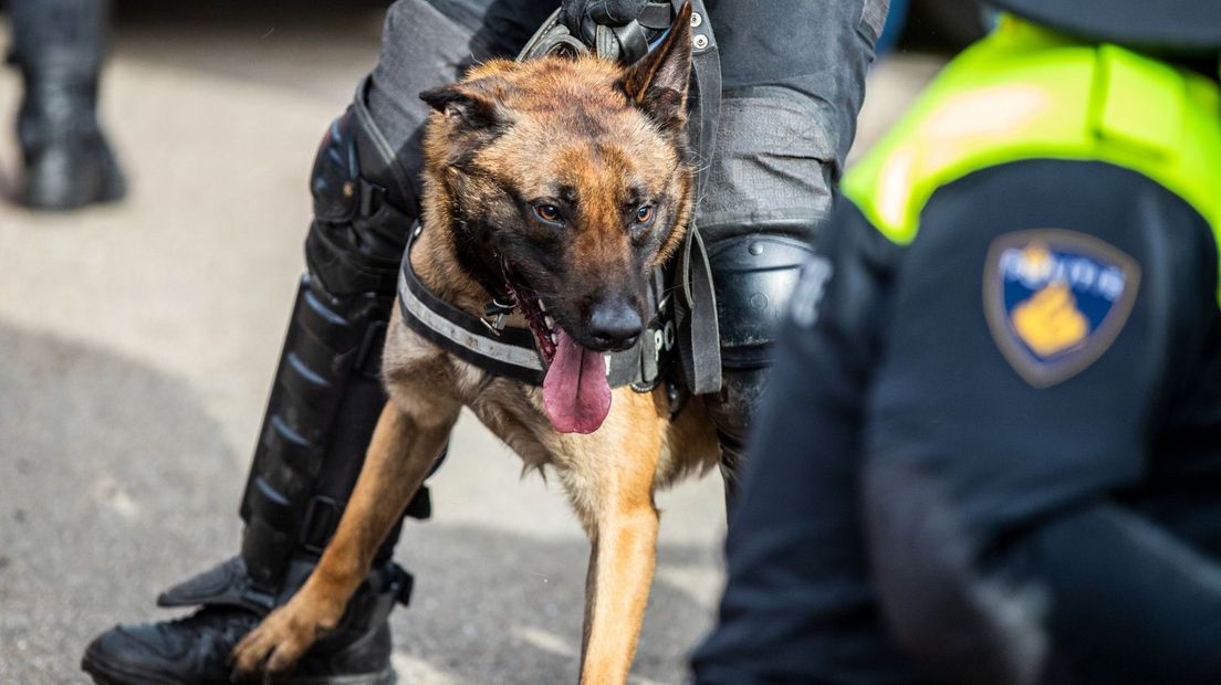 Een politiehond, foto ter illustratie