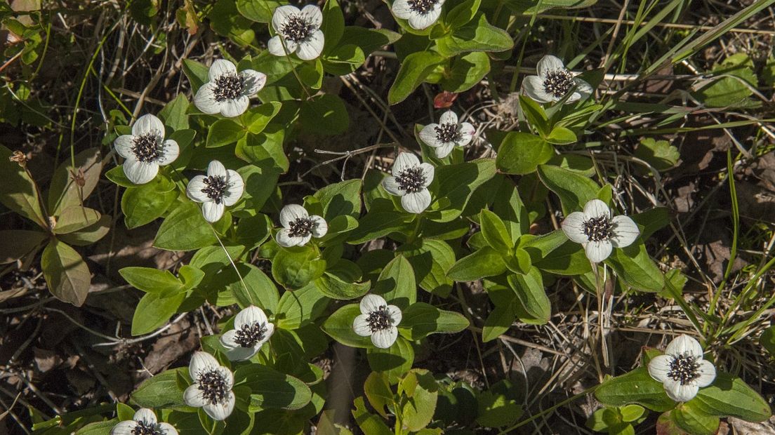De Zweedse kornoelje heeft het zwaar (Rechten: Free Nature Images/Jan van Straaten)