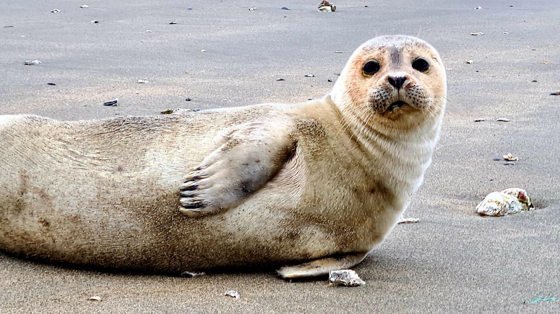 De zeehonden liggen ook regelmatig op het strand uit te rusten.