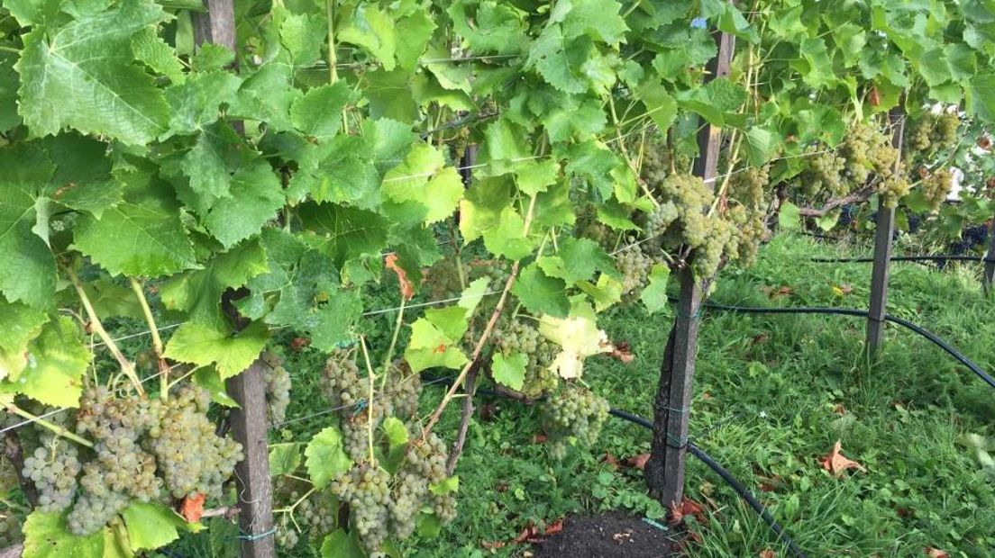 Wijngaard Zuid-Veluwe begint deze dinsdag met de druivenoogst en dat is een maand eerder dan gebruikelijk. De mooie zomerse weken hebben er voor gezorgd dat een deel van de druiven langs de A12 bij Ede nu al rijp zijn.