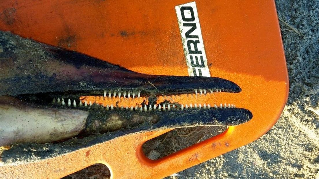 Dode dolfijn aangespoeld op Hooge Platen