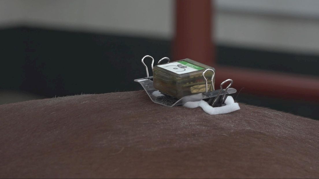 Een sensor op het kruis van het paard