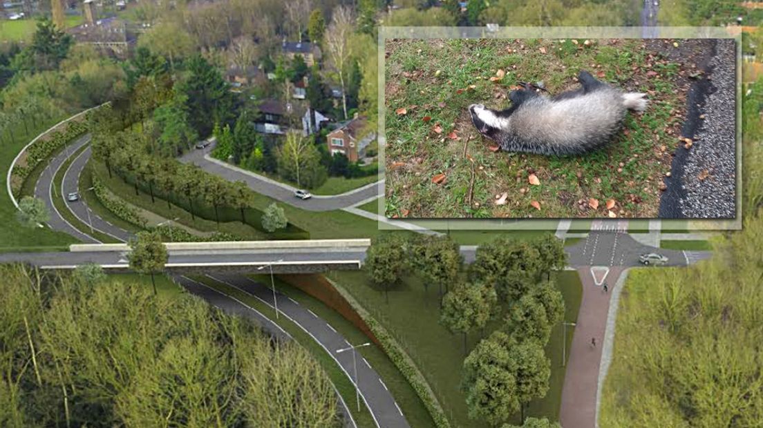 Een doodgereden das die werd gevonden in de buurt van de werkzaamheden voor de westelijke rondweg.