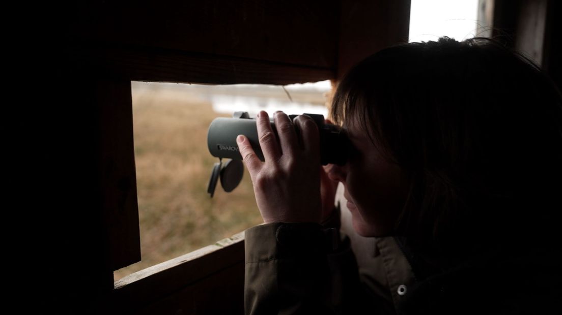 Boswachter Sietske Westerhof in de vogelkijkhut Fochteloërveen