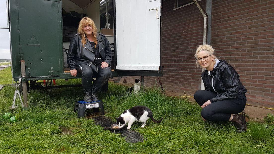 Marry Bults en Joly de Bie zorgen voor boerenkatten in Schoonebeek