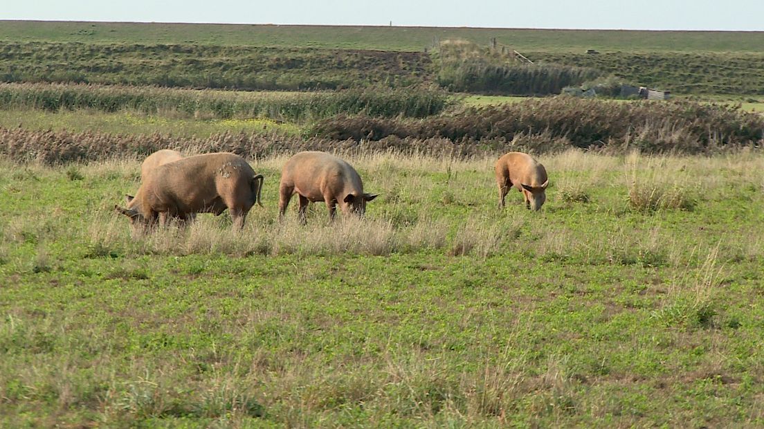 De varkens van Van Nieuwenhuijze hebben veel vrijheid