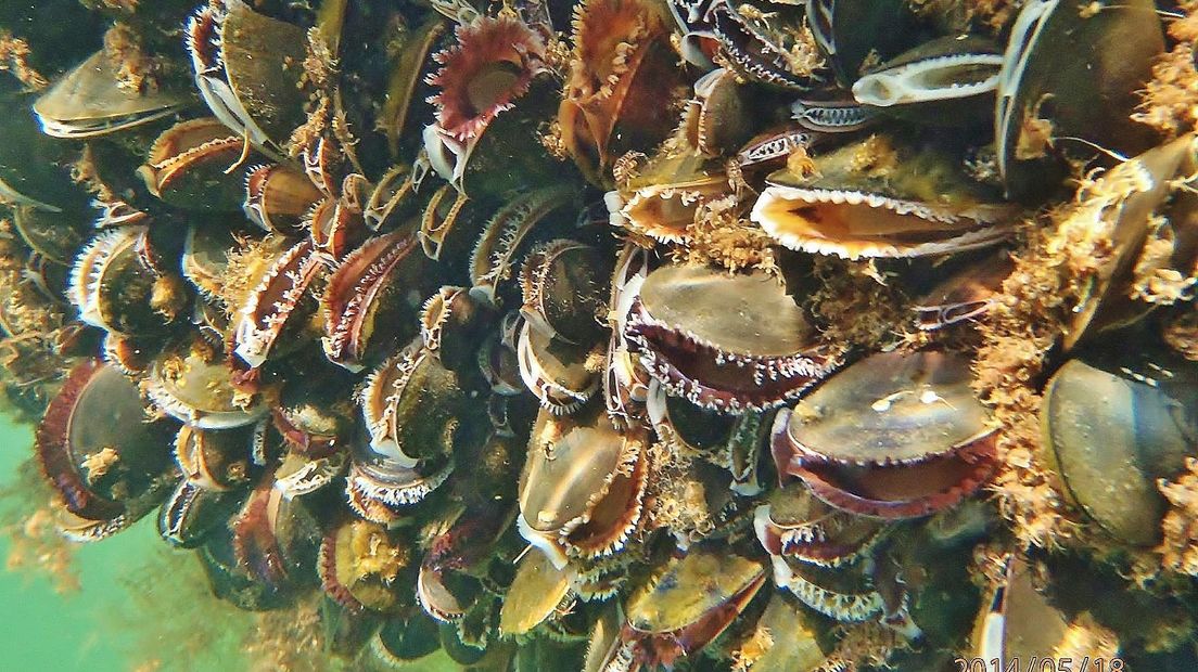 Enkel in Zeeland gekweekte mosselen krijgen het keurmerk 'Zeker Zeeuws'.