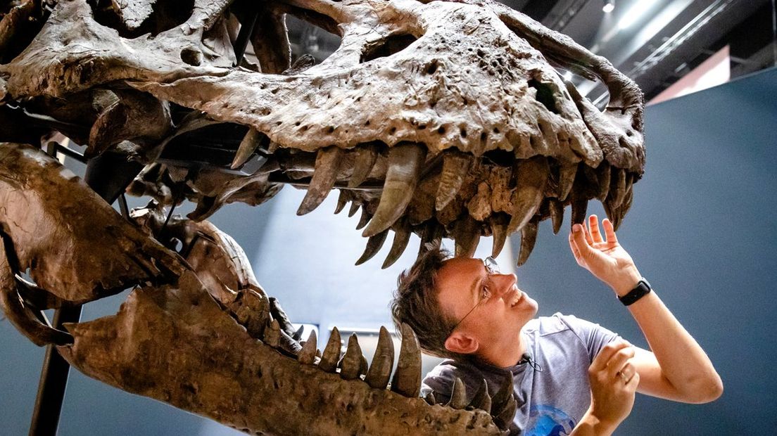 T. rex Trix staat weer in volle glorie in Naturalis - Omroep
