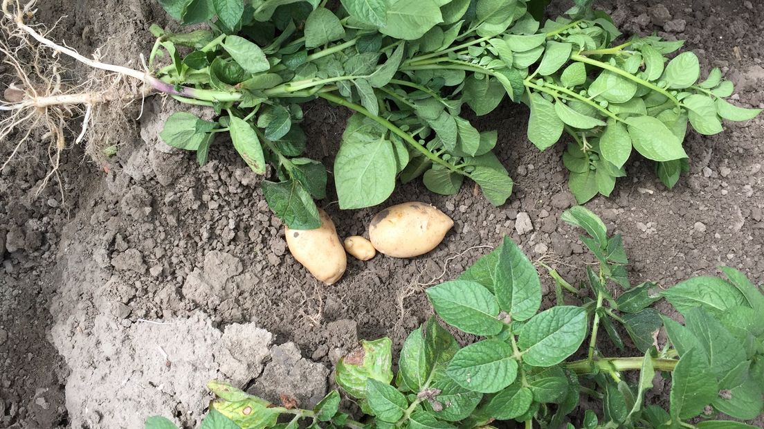 Regen komt te laat voor pootaardappelen