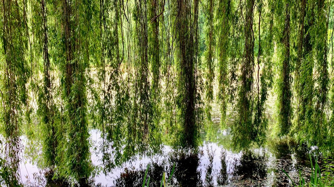 De Japanse manier om het bos te beleven krijgt ook in ons land steeds meer navolging. In Japan kennen ze shinrin-yoku, oftewel de kunst van het bosbaden al decennia lang. Bij deze vorm van meditatie is het de bedoeling om het bos zo bewust mogelijk met alle zintuigen te beleven. Ga daarbij vooral op pad in een bosrijke omgeving, want uit Japans onderzoek blijkt dat bomen stofjes afgeven die goed zijn voor ons immuunsysteem. Bovendien zorgen ze voor een afname van stresshormonen.