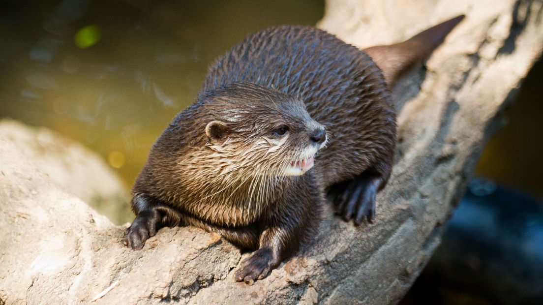 Een otter in een Duitse dierentuin.