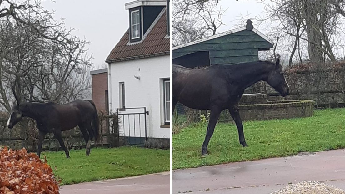 Paard loopt rond in Aardenburg