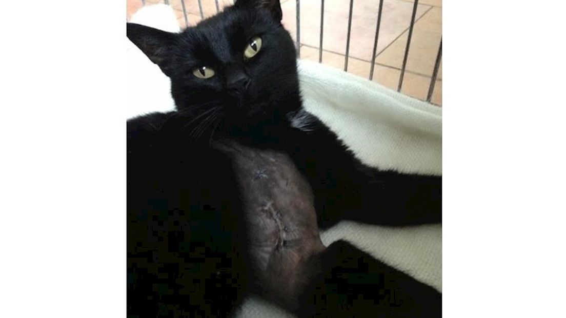 Poes in Borne met verbrijzelde schouder