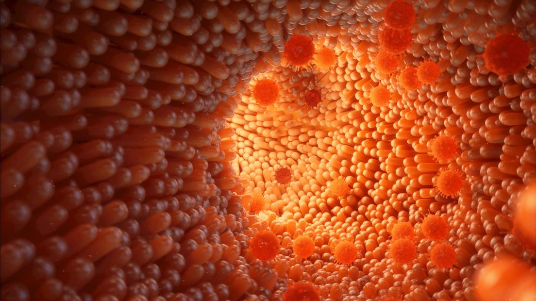 De poepbacterie in de darm