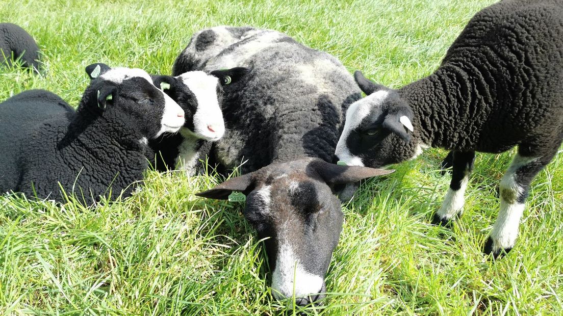 Het schaap Moeders overleed nadat ze was gevoerd door mensen.