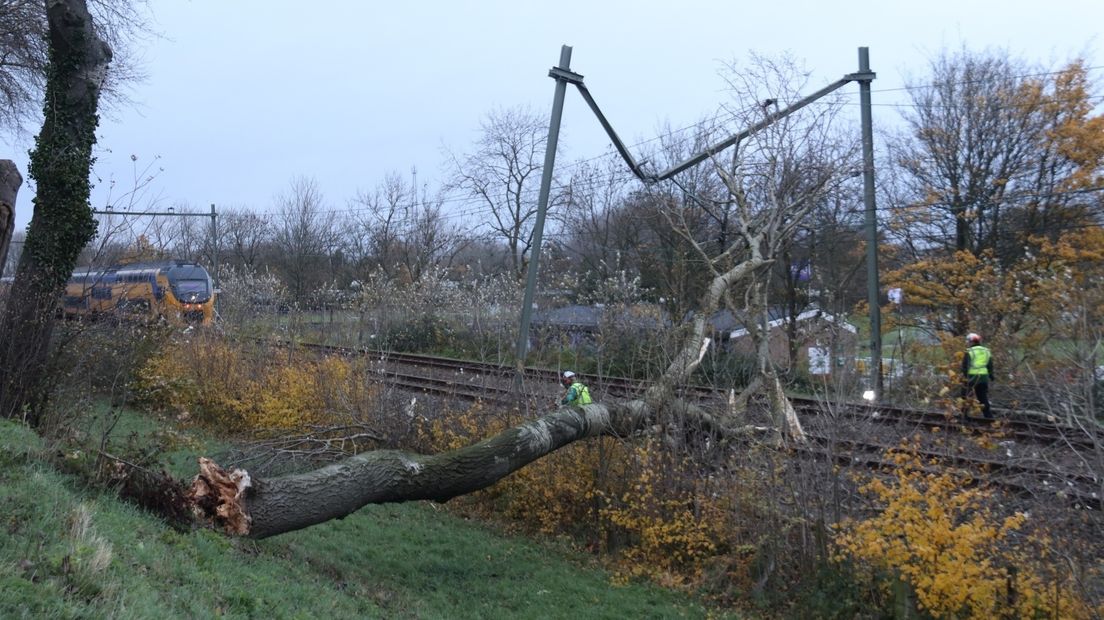 Morgen 26 bomen langs Kanaal door Walcheren tegen de vlakte