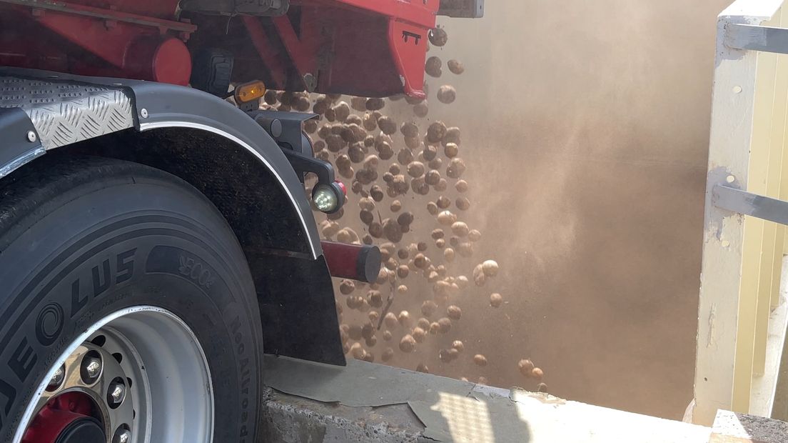 Een vrachtwagen lost aardappelen bij Avebe