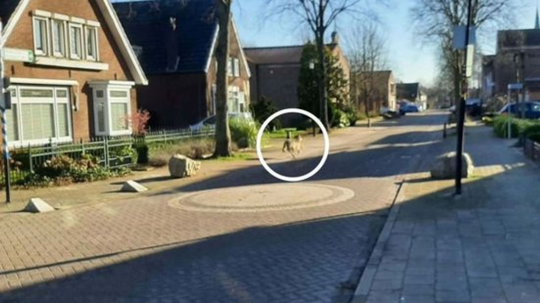 De wolf rent weg van hoek de Dorpsstraat/Looistraat in Heumen.
