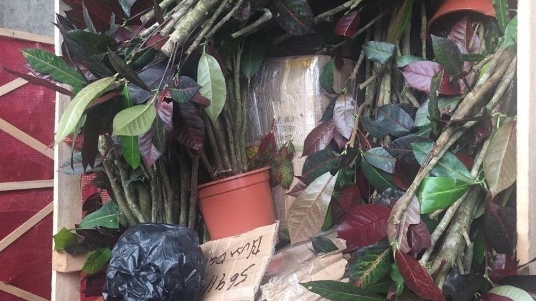 De douane vond 65 kilo drugs tussen kamerplanten