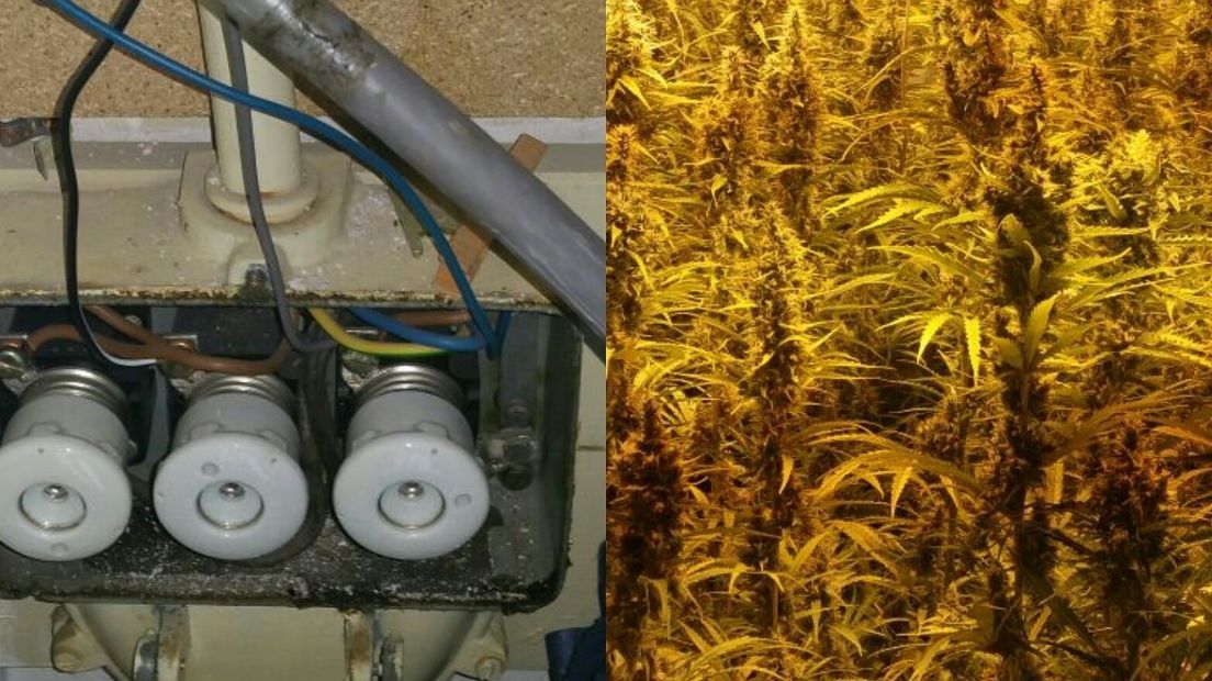 In een wietkwekerij aan de Burgemeester Van der Havestraat in Oosterland stonden 144 planten