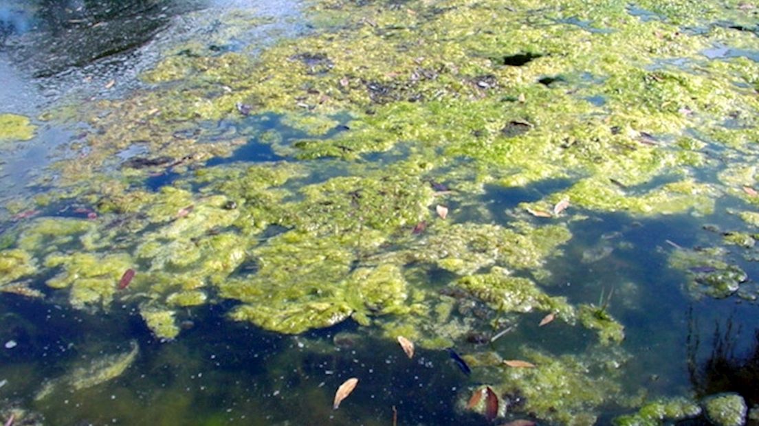 Blauwalg in plassen