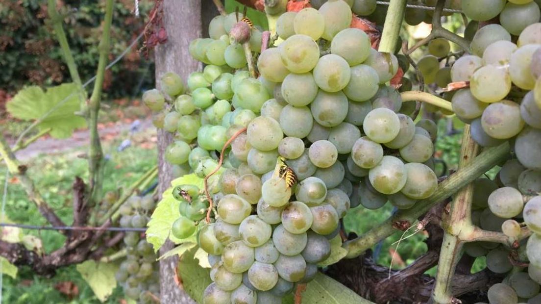 Wijngaard Zuid-Veluwe begint deze dinsdag met de druivenoogst en dat is een maand eerder dan gebruikelijk. De mooie zomerse weken hebben er voor gezorgd dat een deel van de druiven langs de A12 bij Ede nu al rijp zijn.