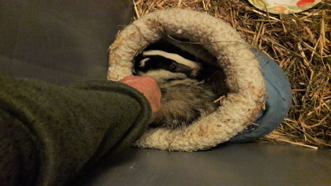 De ernstig verzwakte weesdasjes herstelden snel