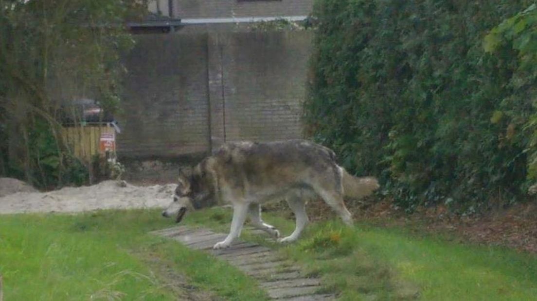 Wolf gezien in centrum Ootmarsum