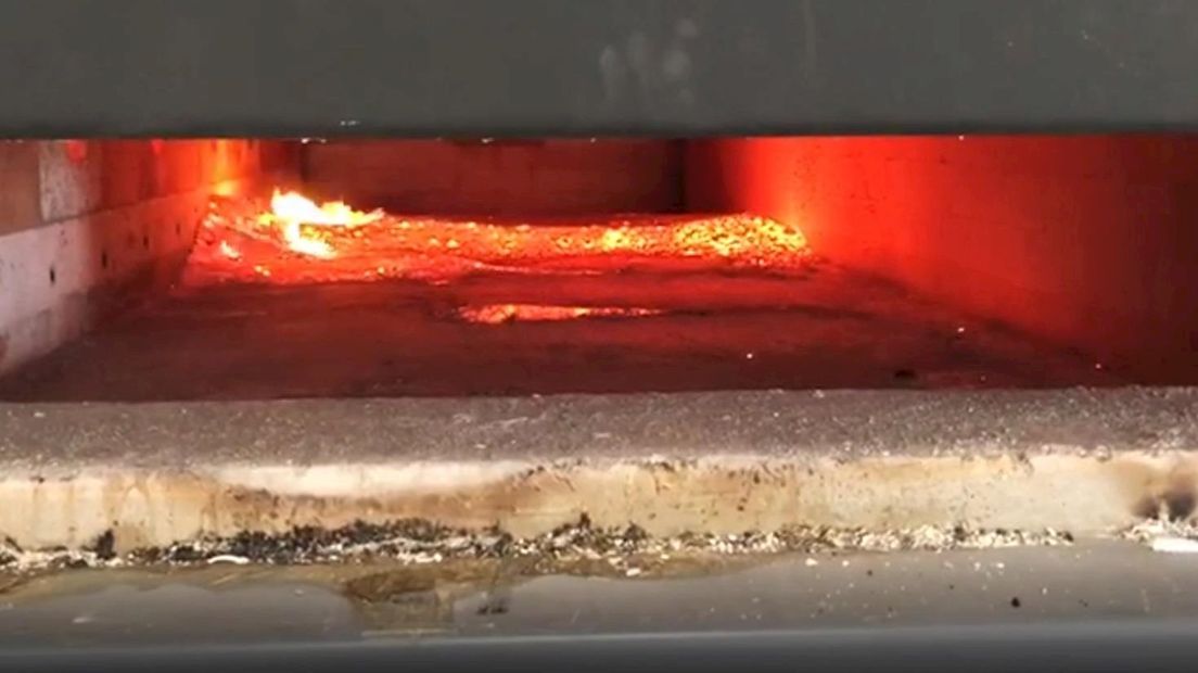 Het verbranden van resten van de eikenprocessierups in een crematie-oven