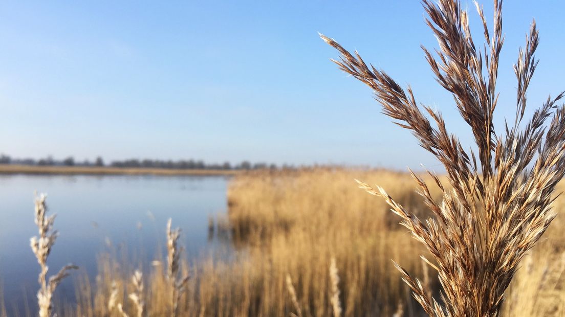 Riet in het Lauwersmeergebied