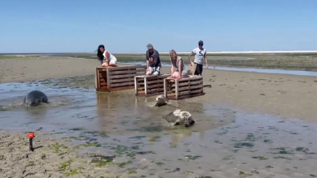 De zeehonden Te Fiti, Kasper en Vittoria worden vrijgelaten bij Schiermonnikoog