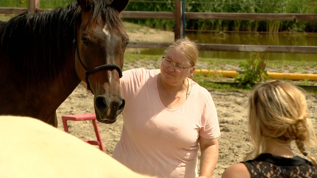 Paardentherapie door Zeeuwse Gronden voor mensen met PTSS