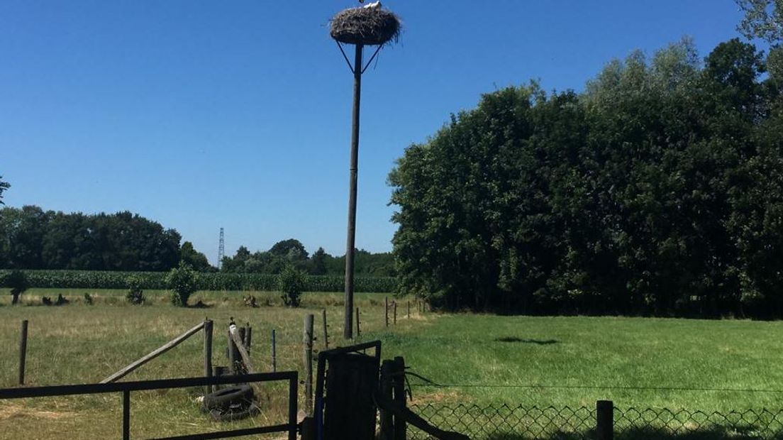 Op sommige plekken in Gelderland is de natuur zo droog, dat de jonge ooievaars daar last van hebben. In de omgeving van Terwolde legt de laatste weken de een na de andere jonge ooievaar het loodje.