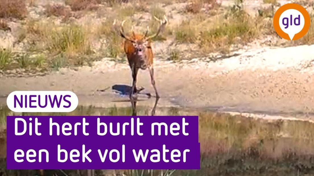 Ooit een burlend hert met een bek vol water gehoord?