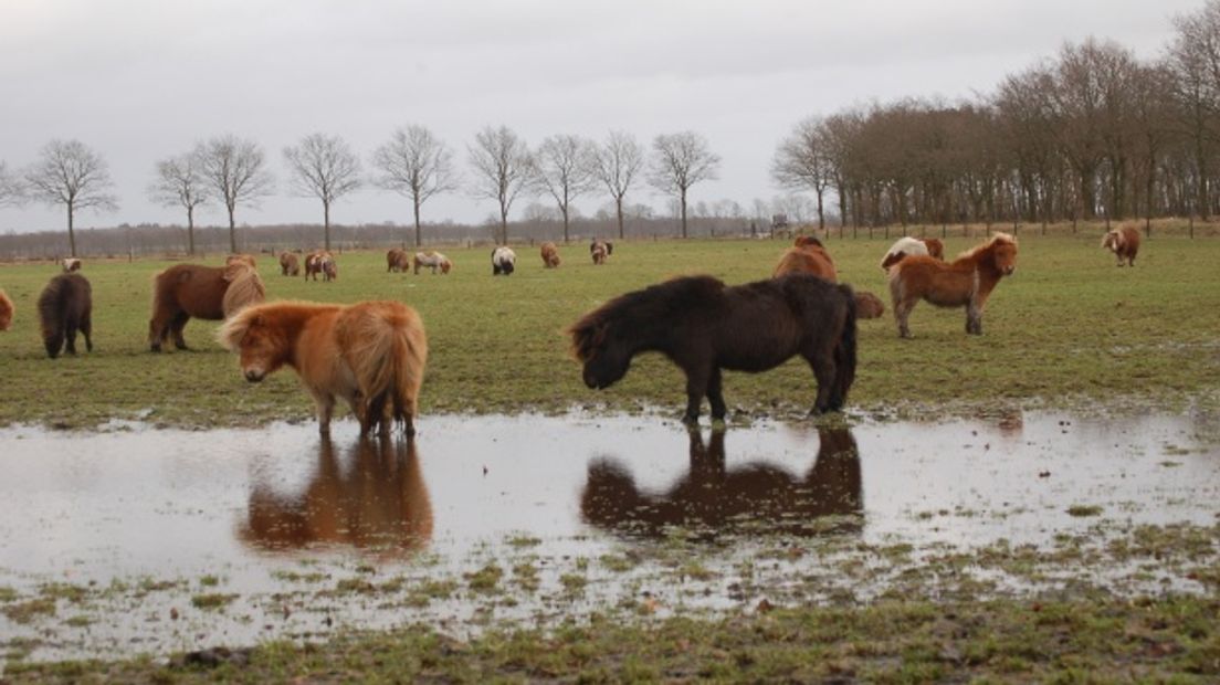 Paardenbeul slaat toe in Noord-Brabant en Gelderland