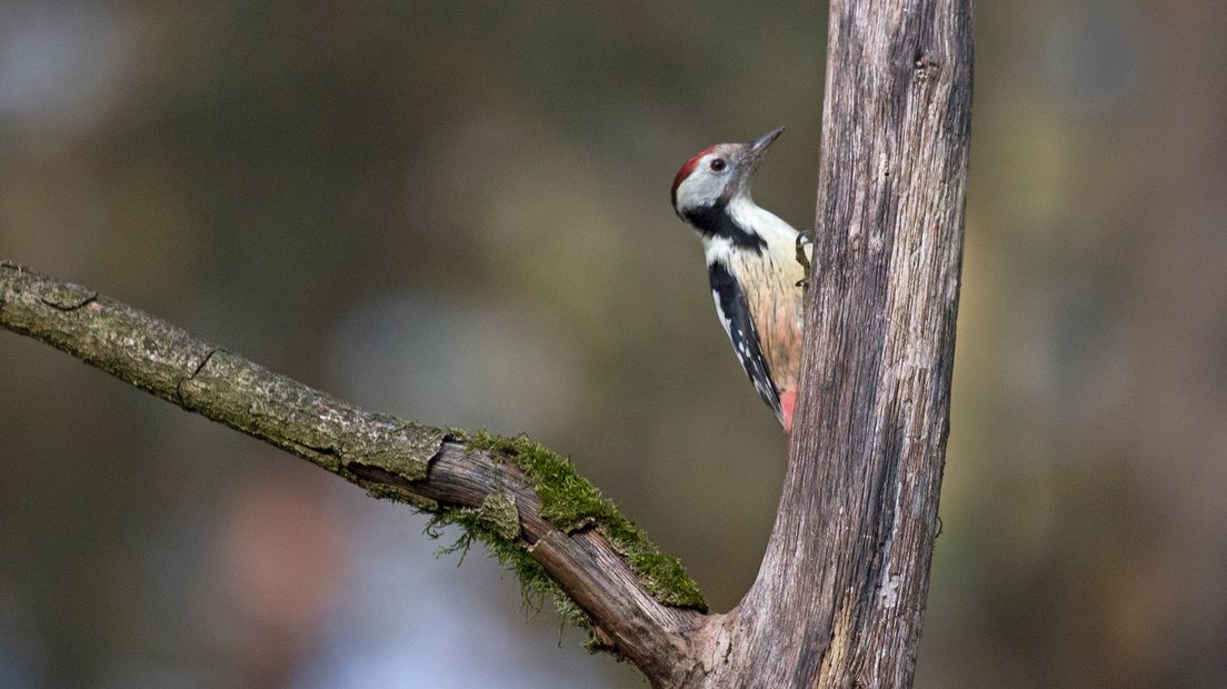 Iedere natuurfotograaf, maar zeker elke vogelfotograaf droomt ervan om een eigen boshutje te hebben met een vijver en voederplekken voor de vogels. Omdat kleine vogels meestal wat moeilijker te fotograferen zijn, kun je ze dichterbij lokken met drink- en badwater, maar zeker ook met voer.