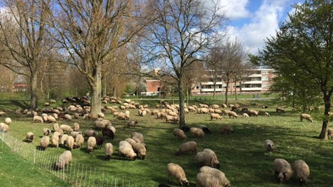 Zwolse schapen lopen weer rond in Zwolse wijken