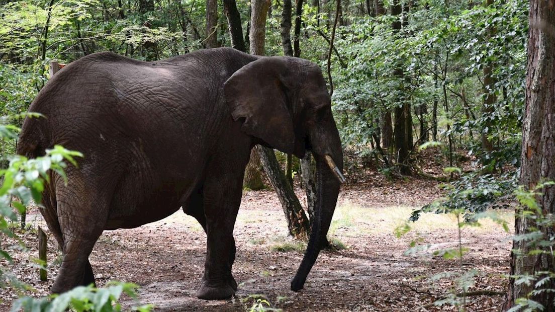Ja, dit is een echte olifant in de bossen bij Ommen
