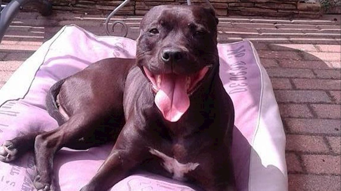 Met hond Chaessy gaat het naar omstandigheden weer goed