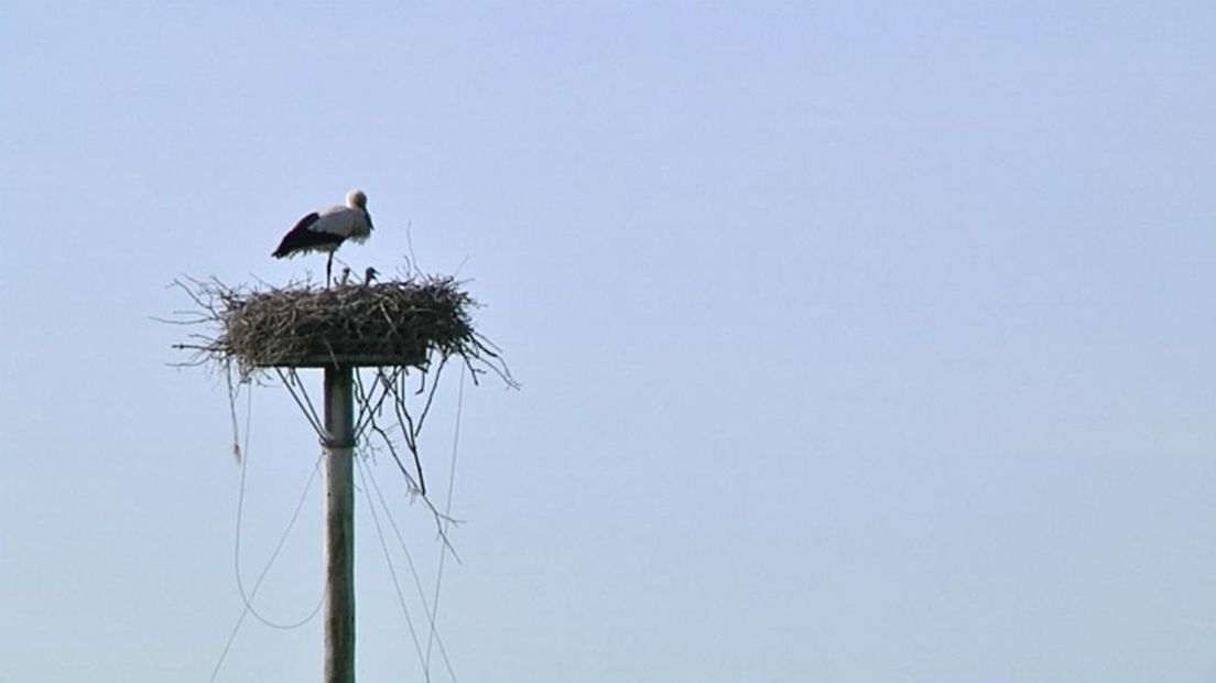 Een archieffoto van een ooievaar op een nest