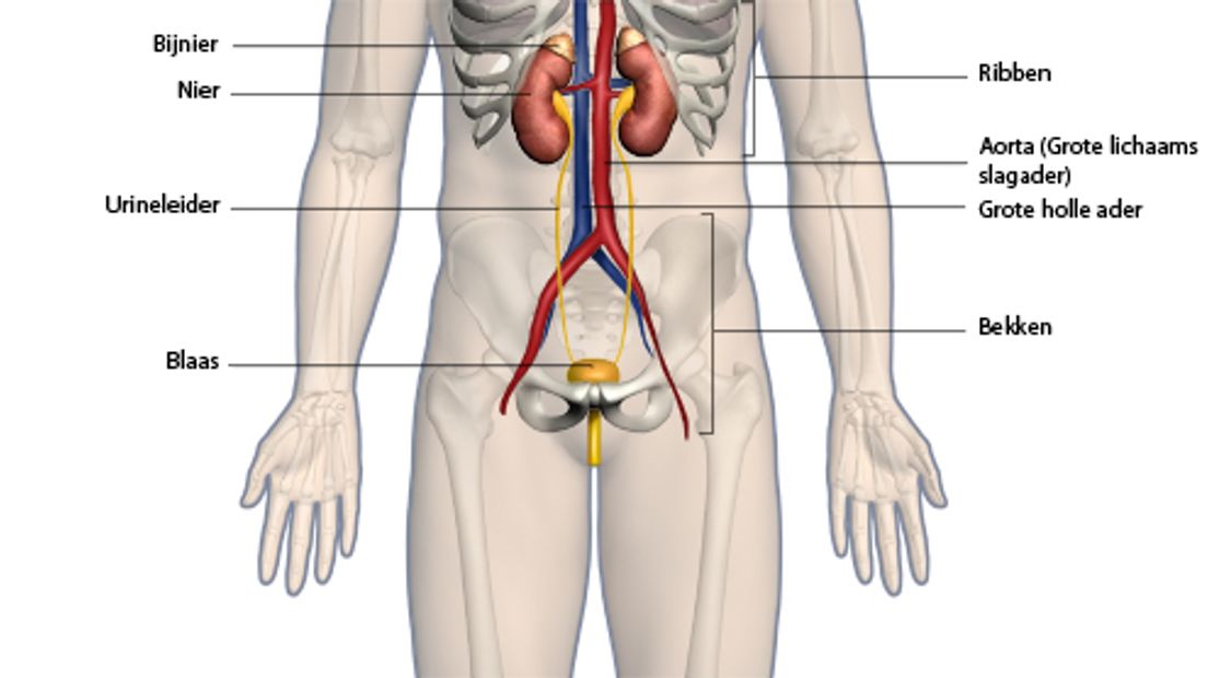 dinsdag 27 november VitamineR over nierziekten Rijnmond